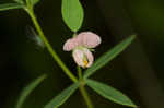 American bird's-foot trefoil